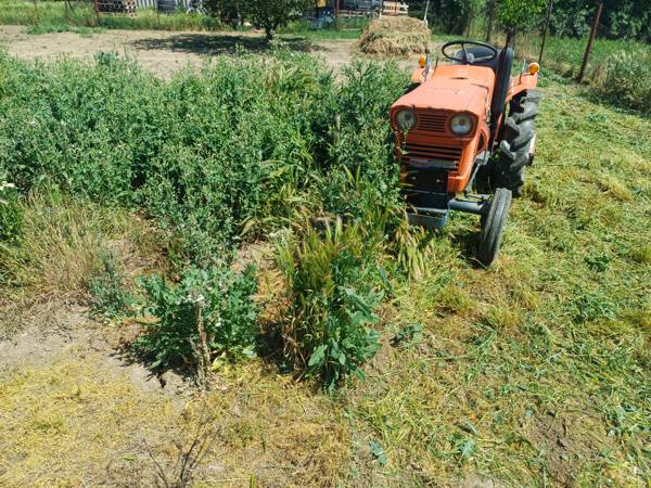 Kubota traktor gépi kaszálás közben